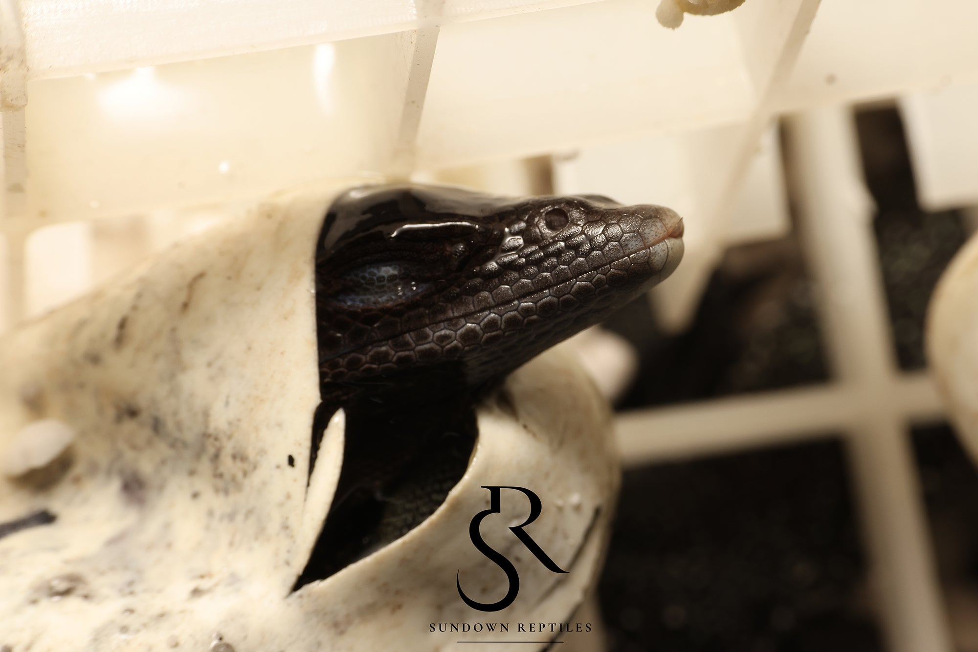 Black Tree Monitor (Varanus beccarii) Care - Sundown Reptiles