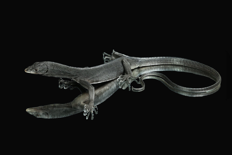Black Tree Monitors for Sale - Sundown Reptiles