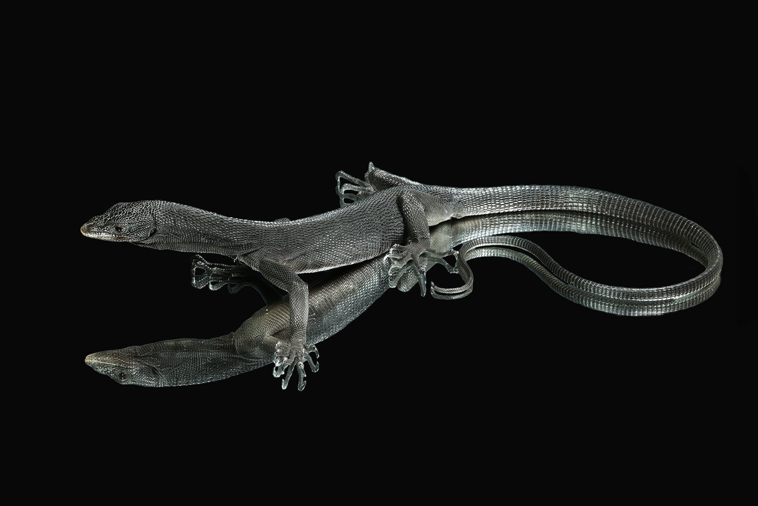 Black Tree Monitors for Sale