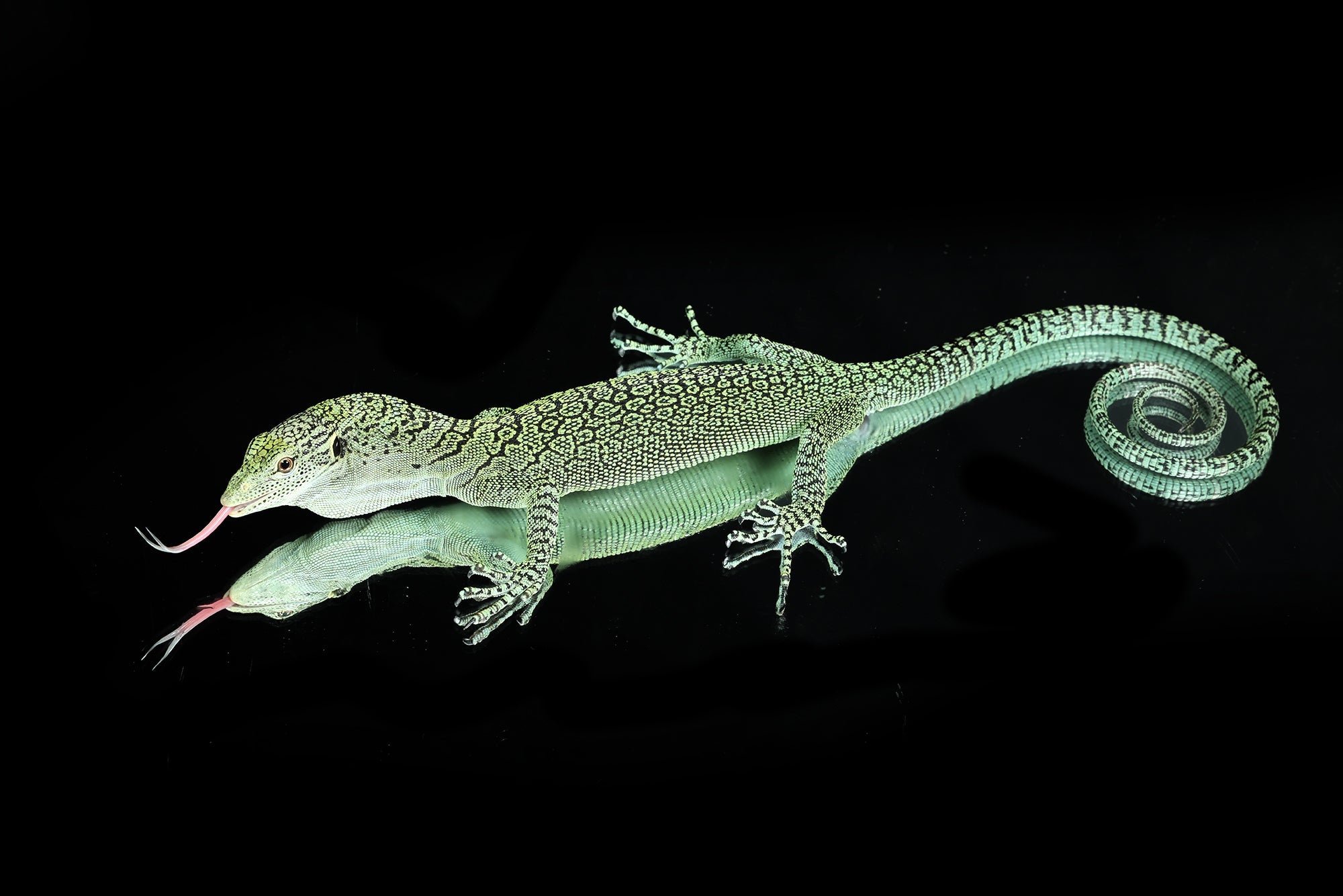 Biak Tree Monitors for Sale - Sundown Reptiles