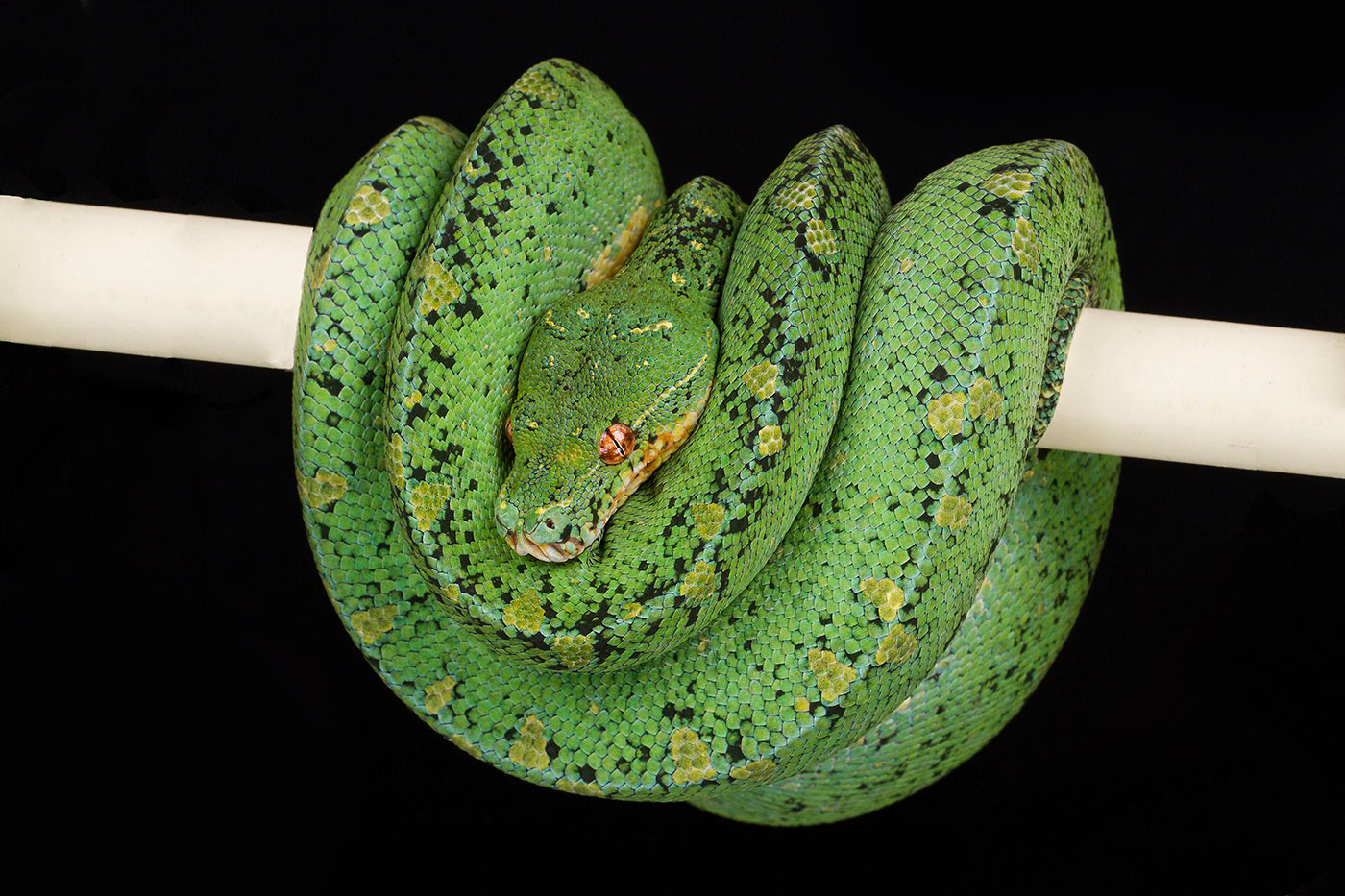 Green Tree Python (Morelia viridis)