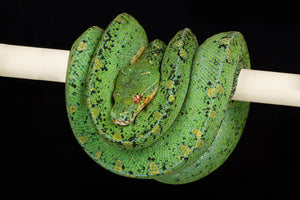 Green Tree Python (Morelia viridis)