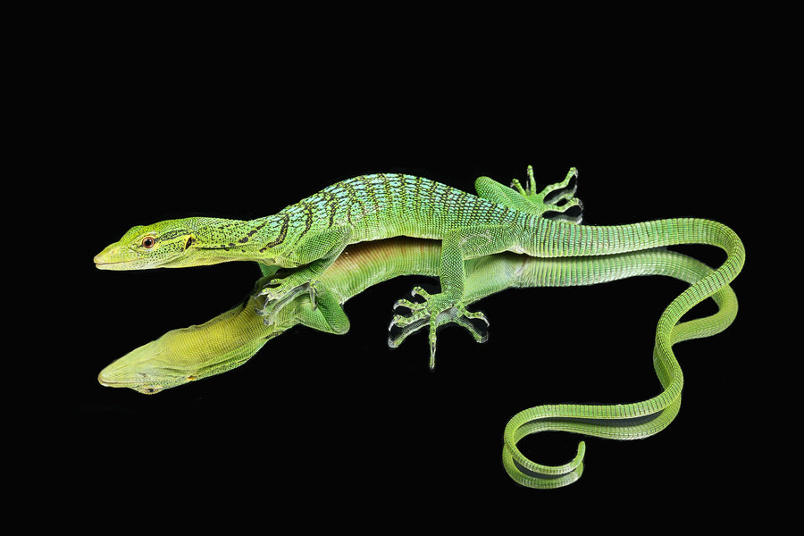 Green Tree Monitor for Sale - Sundown Reptiles