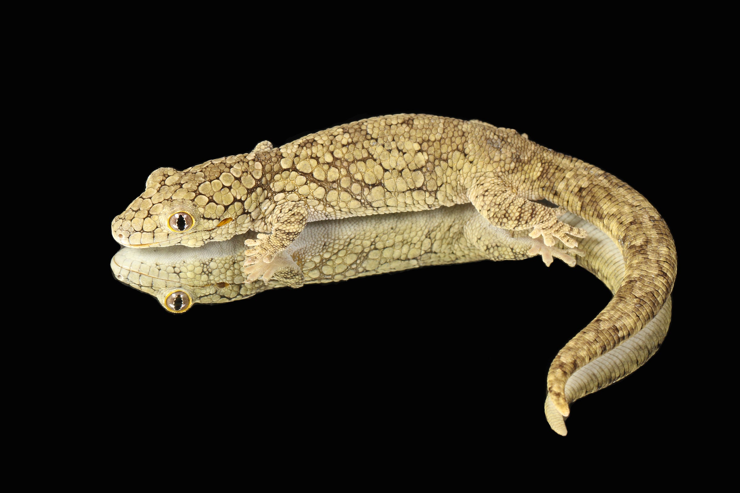 Vieillard's Chameleon Geckos for Sale - Sundown Reptiles