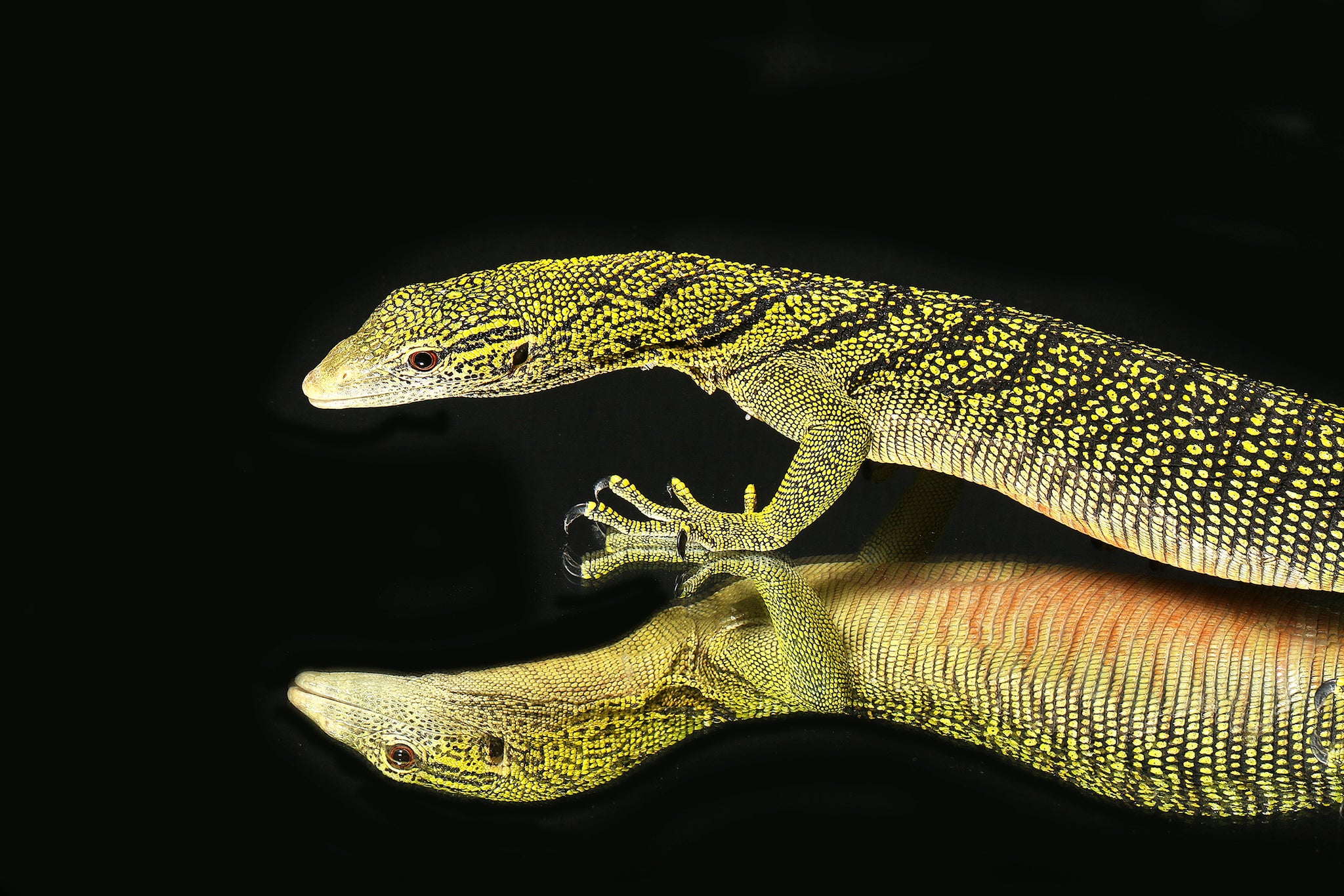 Yellow Tree Monitor (Varanus reisingeri)