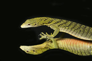 Yellow Tree Monitor (Varanus reisingeri)