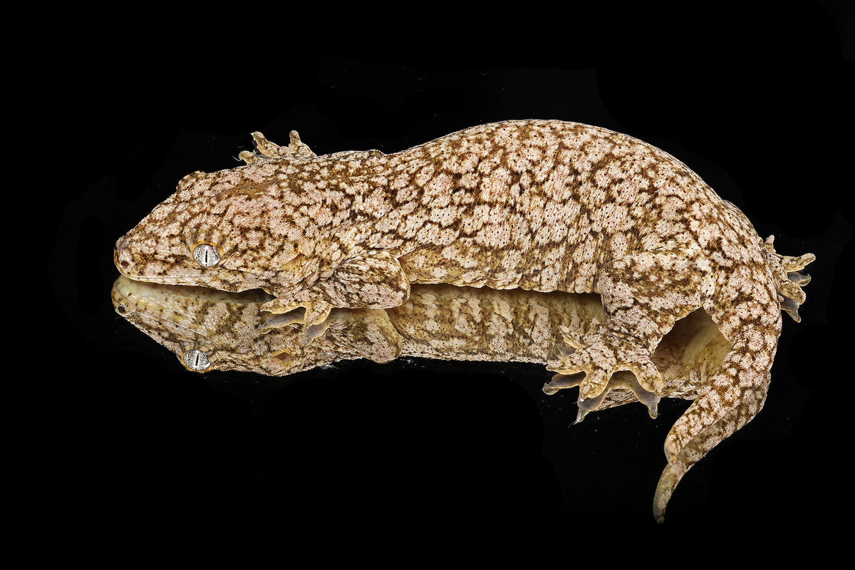 Premium Geckos for Sale - Captive-Bred | Sundown Reptiles