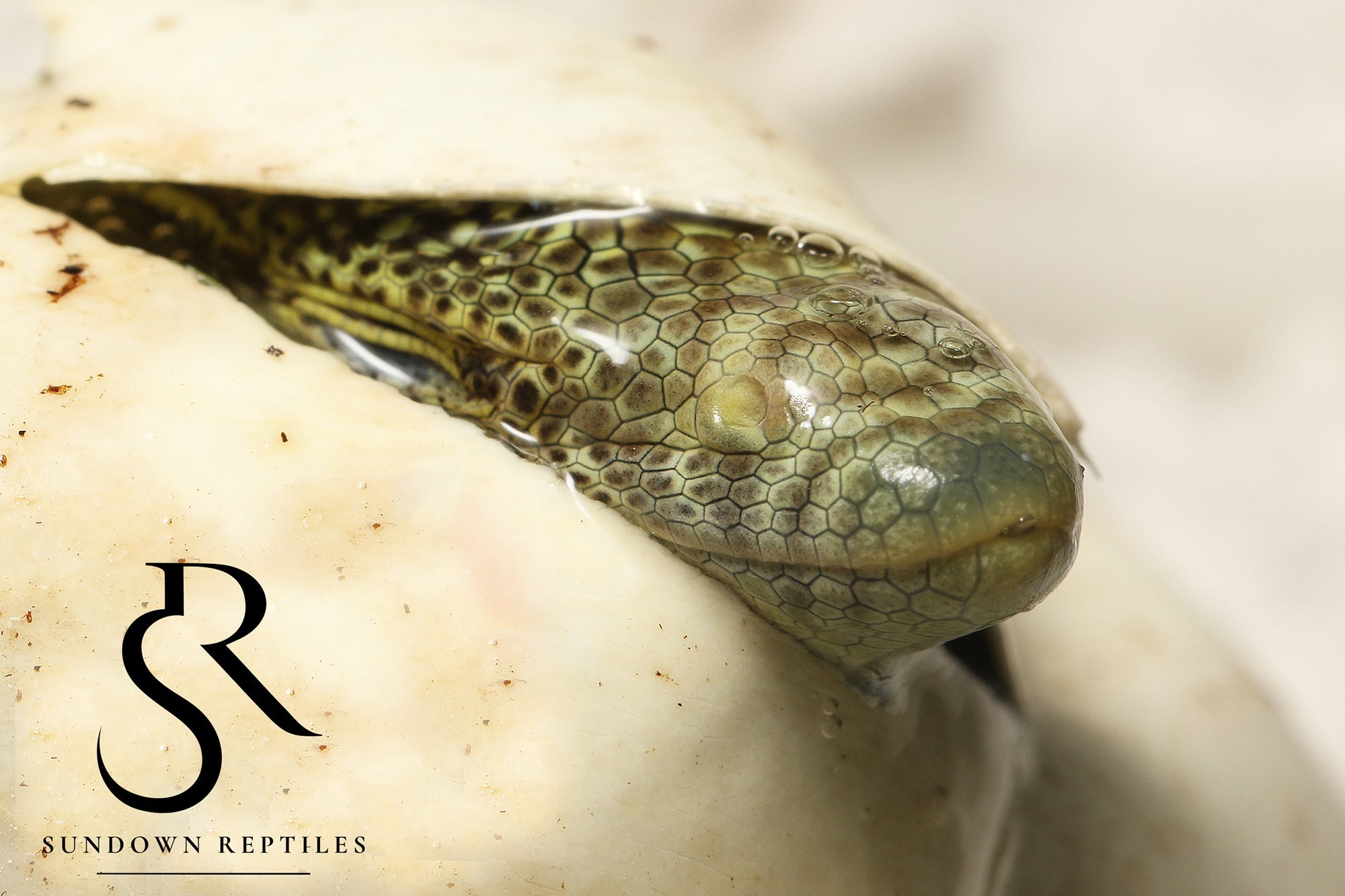 Yellow Tree Monitor (Varanus reisingeri) Care - Sundown Reptiles