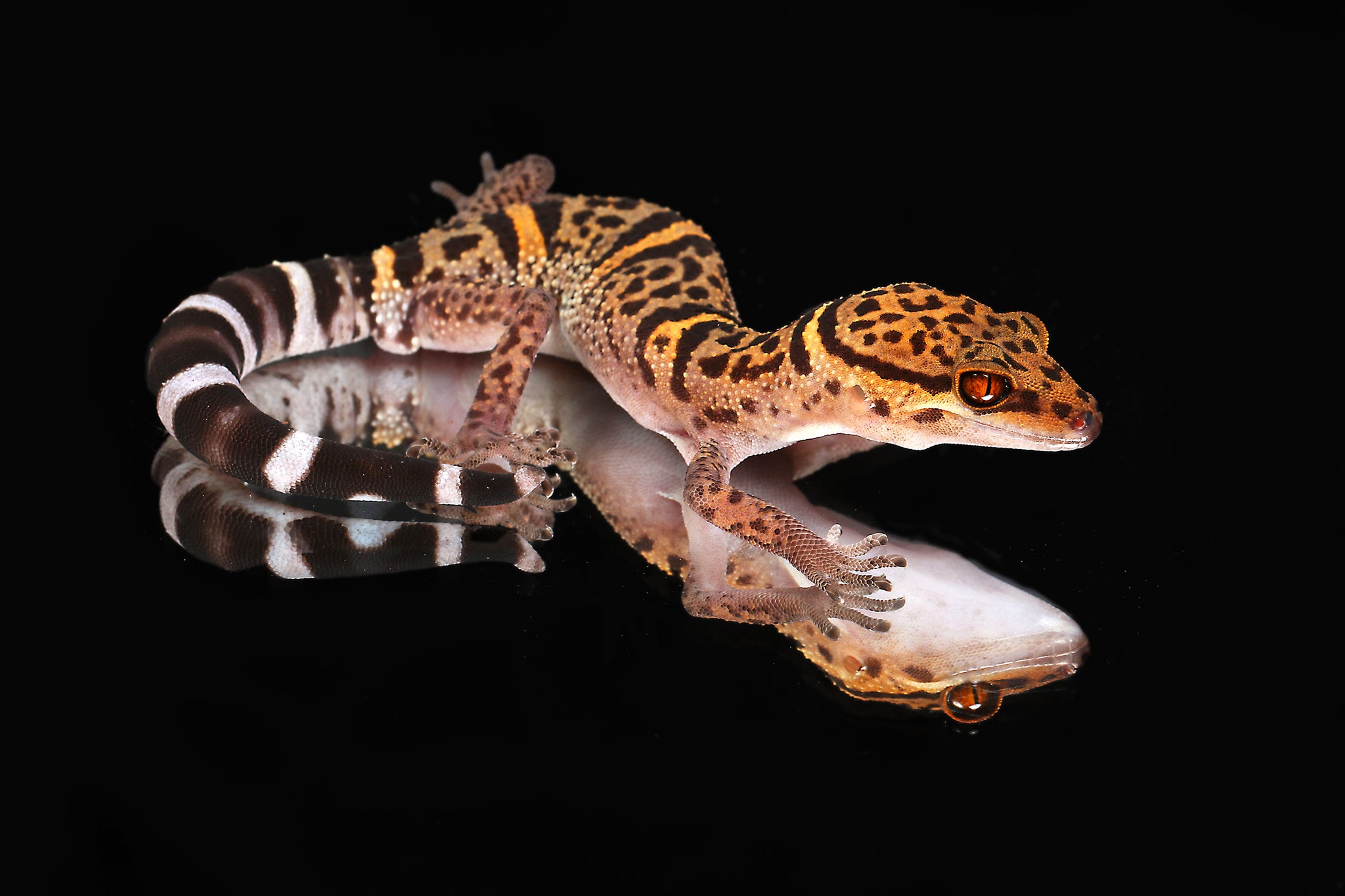 Chinese Cave Gecko (Goniurosaurus bawanglingensis)