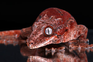 Gargoyle Gecko (Rhacodactylus auriculatus)