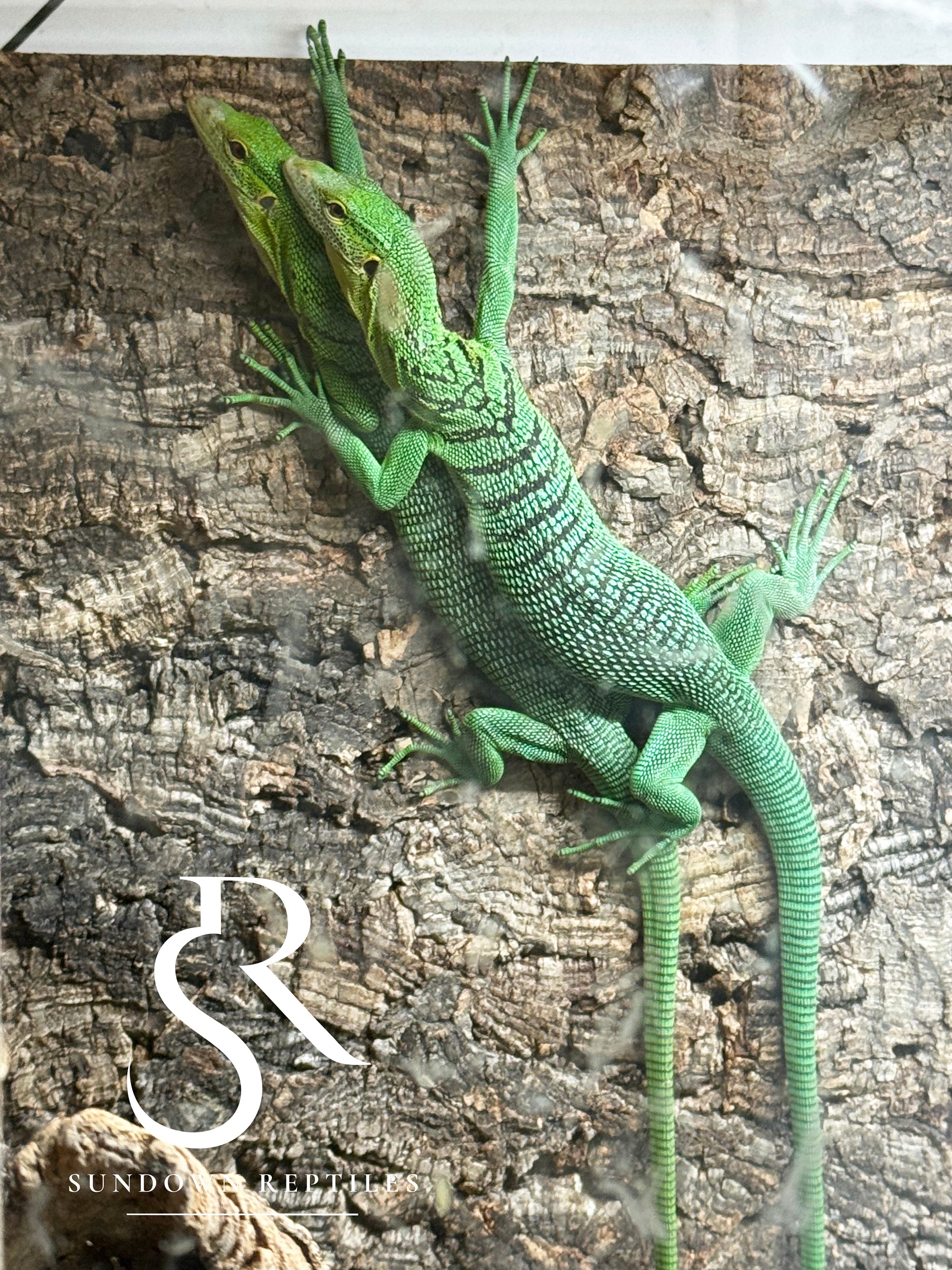 Green Tree Monitor (Varanus prasinus) Care - Sundown Reptiles