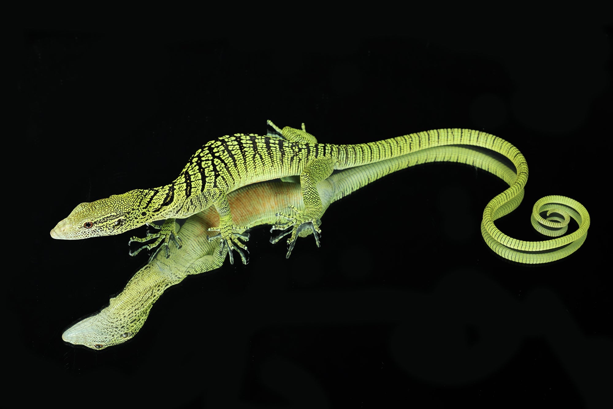 Yellow Tree Monitors for Sale - Sundown Reptiles