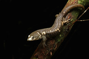 Red-Lipped Alligator Lizard (Abronia lythrochila)