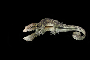 Golden-Spotted Tree Monitor (Varanus boehmei)