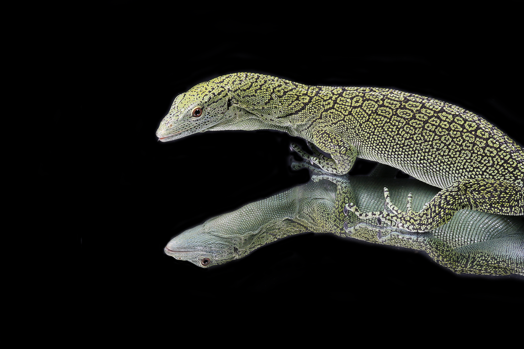 Biak Island Tree Monitor (Varanus kordensis)