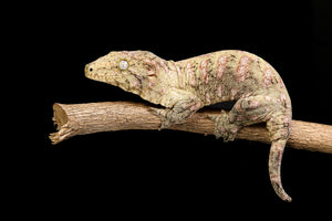 New Caledonian Giant Gecko (Rhacodactylus leachianus)
