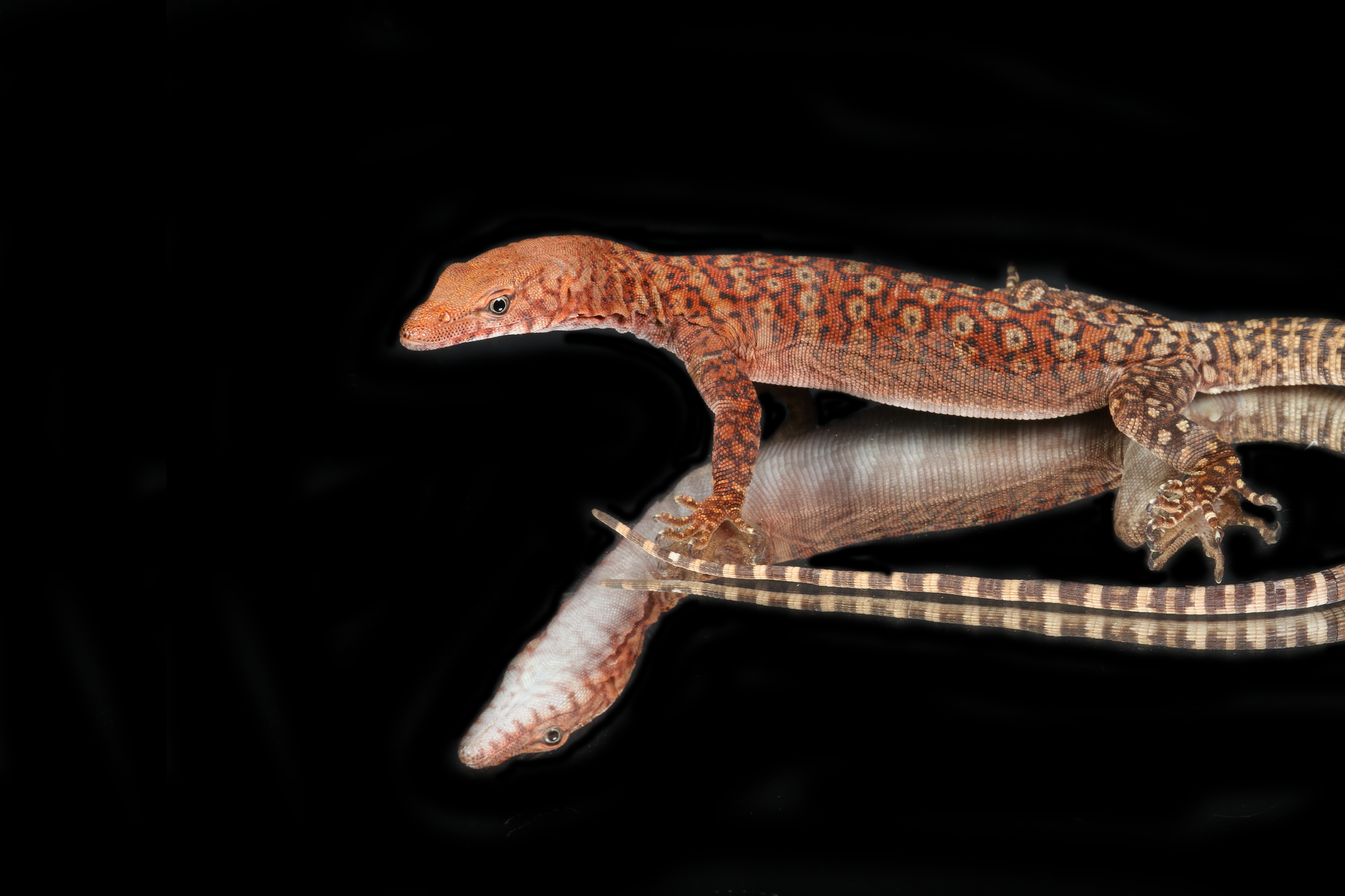 Pilbara Rock Monitor (Varanus pilbarensis)