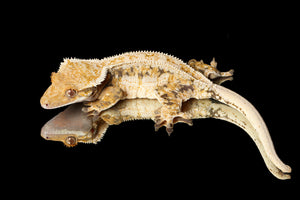 Crested Gecko (Correlophus ciliatus)