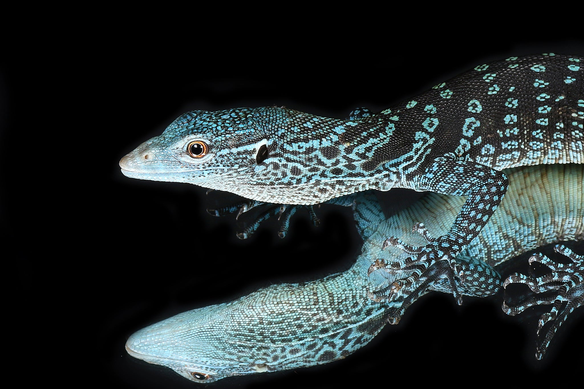 Blue Tree Monitor (Varanus macraei)