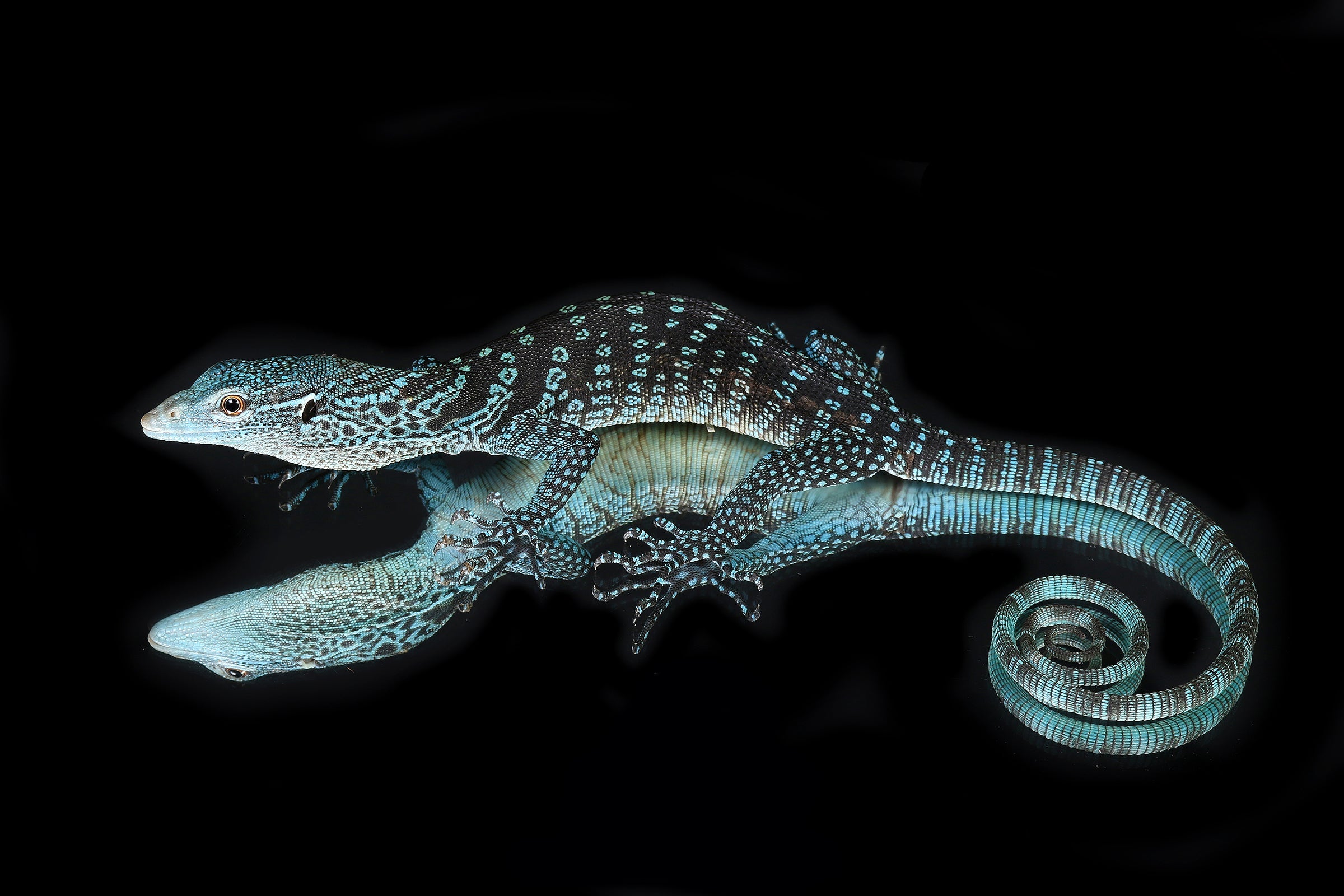Blue Tree Monitors for Sale - Sundown Reptiles