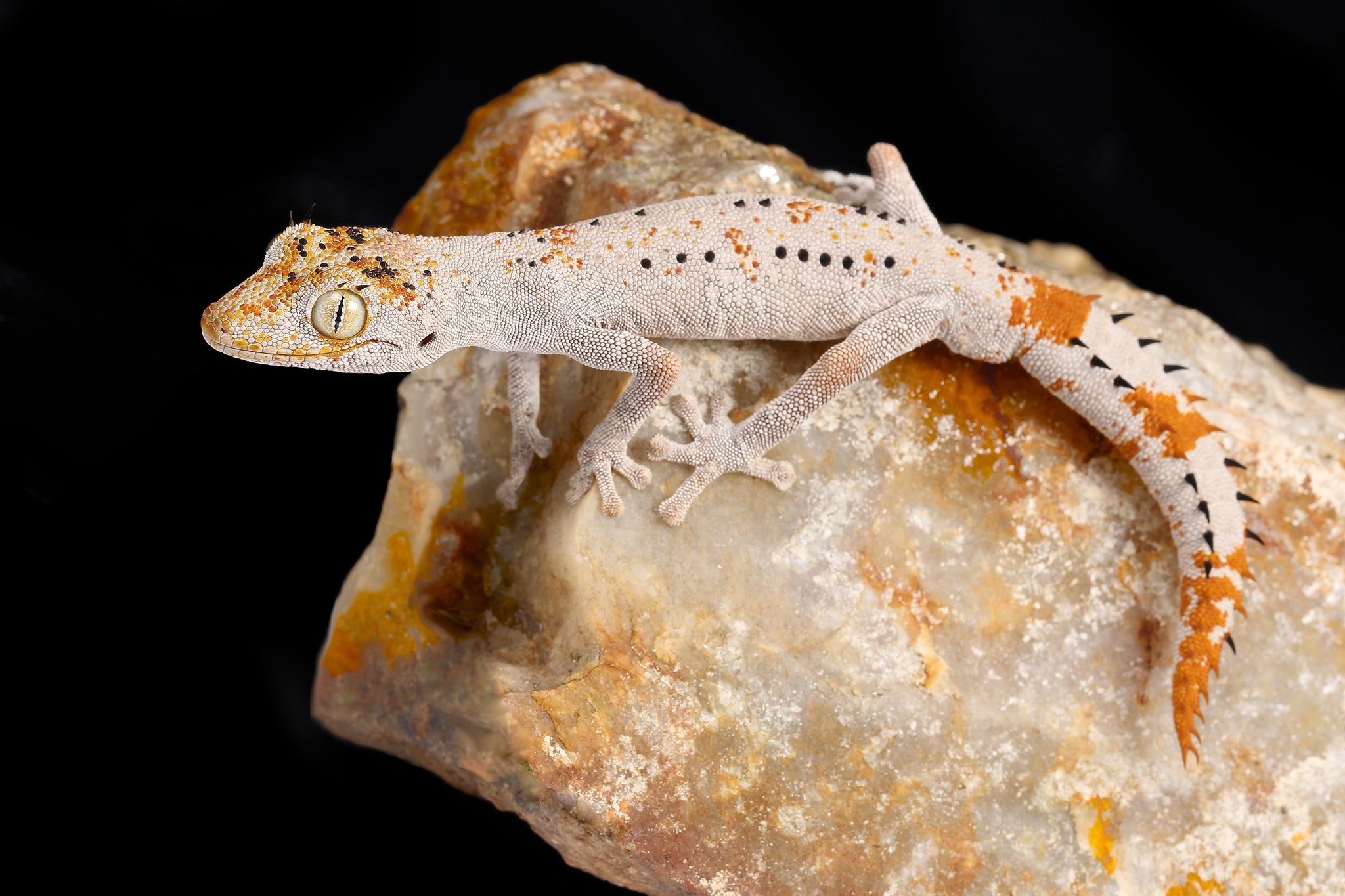 Northern Spiny-Tailed Gecko (Strophurus ciliaris)