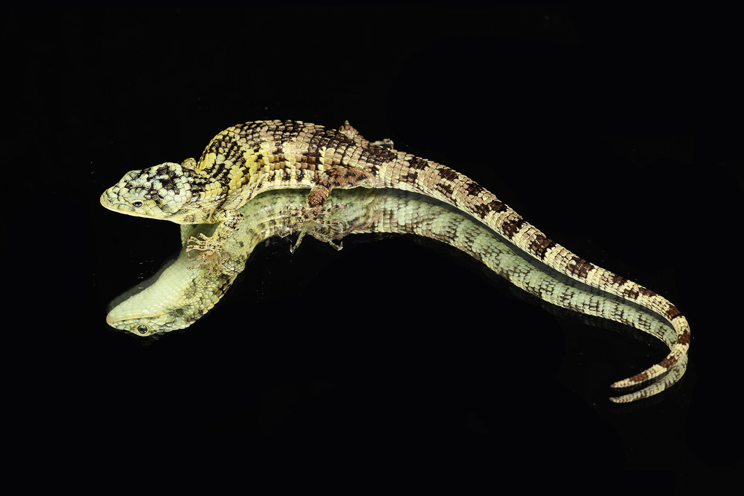 Abronia Taeniata for Sale