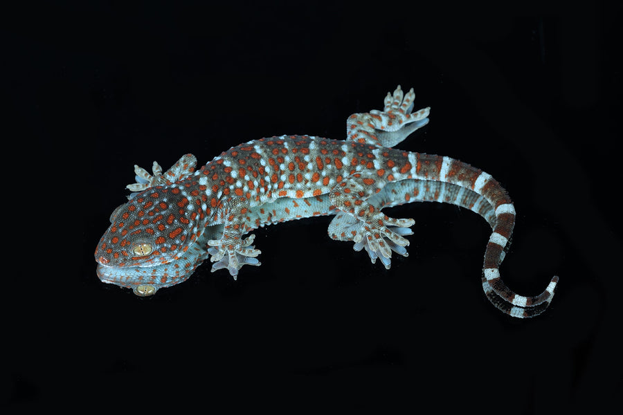 Tokay Geckos for Sale - Sundown Reptiles