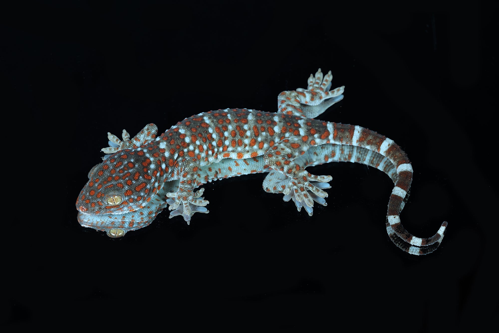Tokay Geckos for Sale - Sundown Reptiles