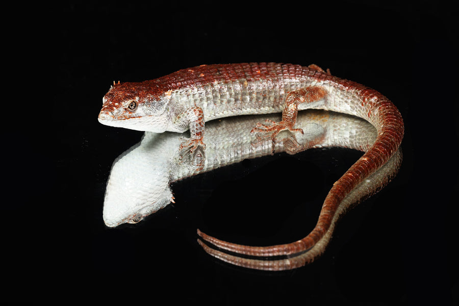 Abronia Lythrochila for Sale - Sundown Reptiles