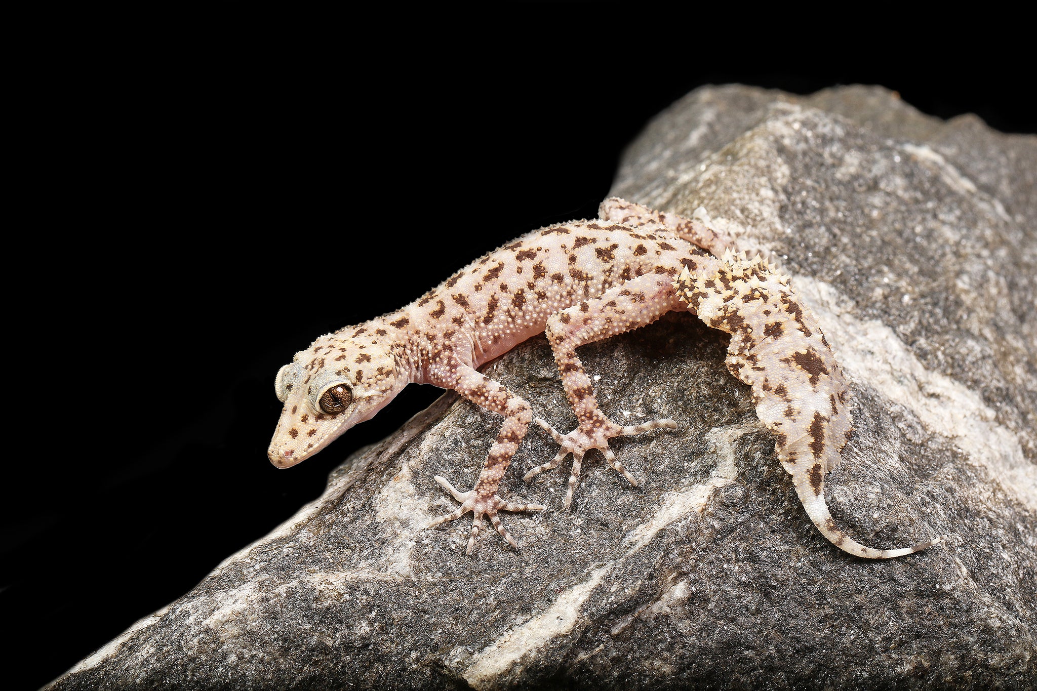 Australian Leaf-Tailed Geckos (Phyllurus and Saltuarius)