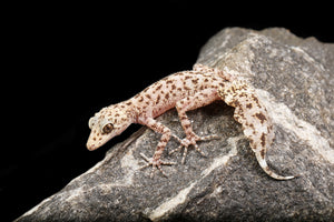 Australian Leaf-Tailed Geckos (Phyllurus and Saltuarius)