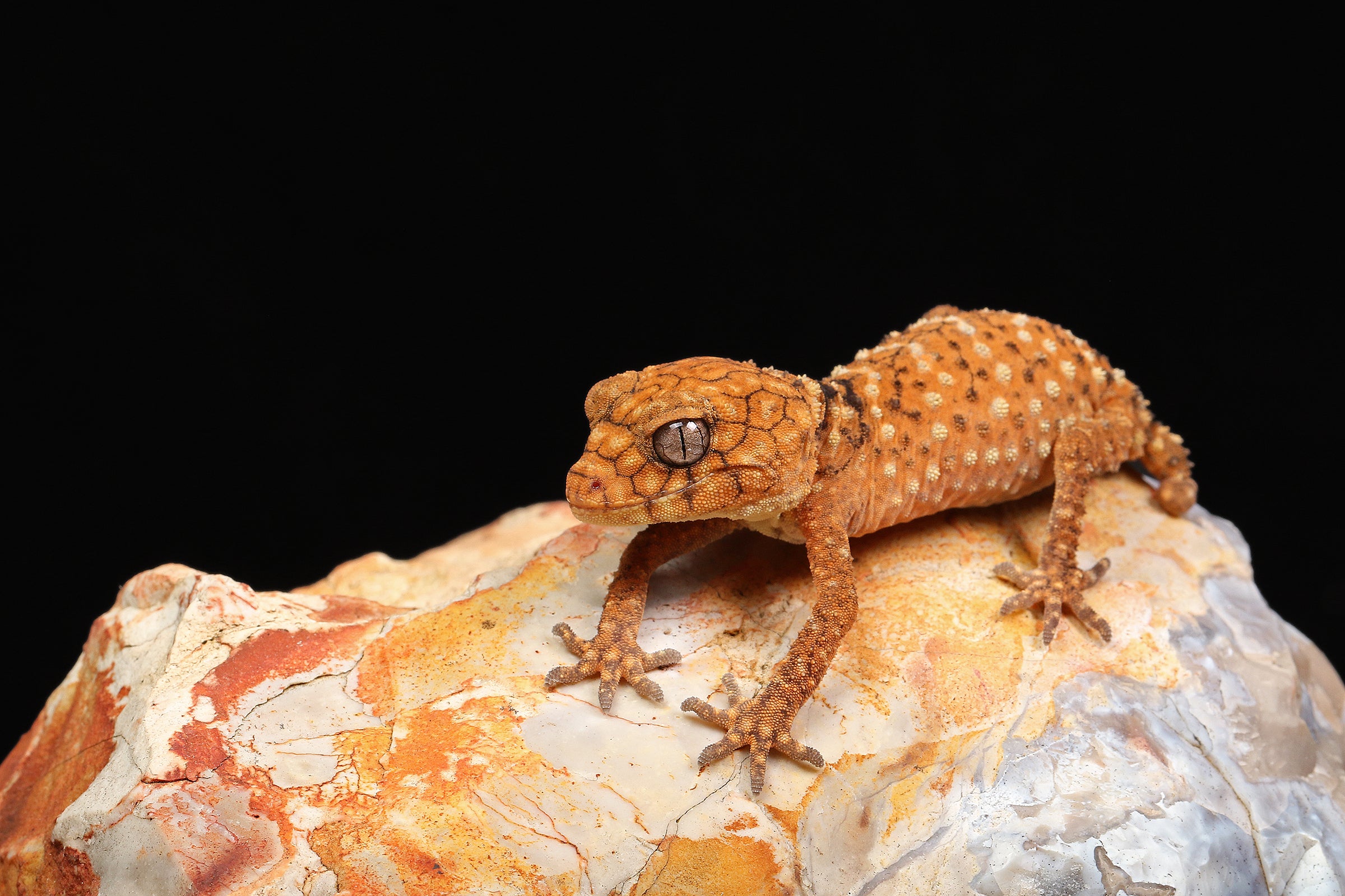 Rough Knob-Tailed Geckos for Sale - Sundown Reptiles