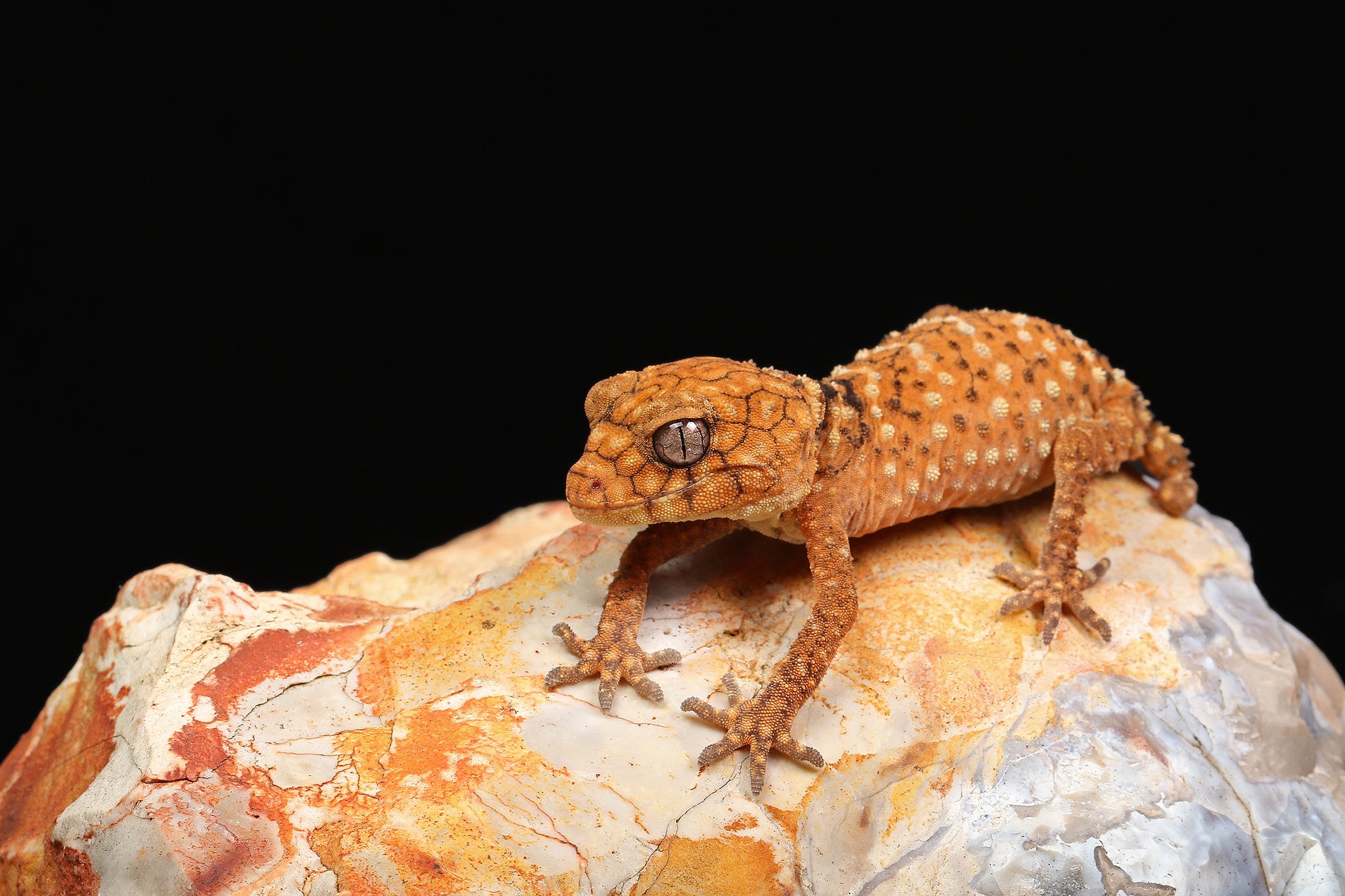 Rough Knob-Tailed Gecko (Nephrurus amyae)