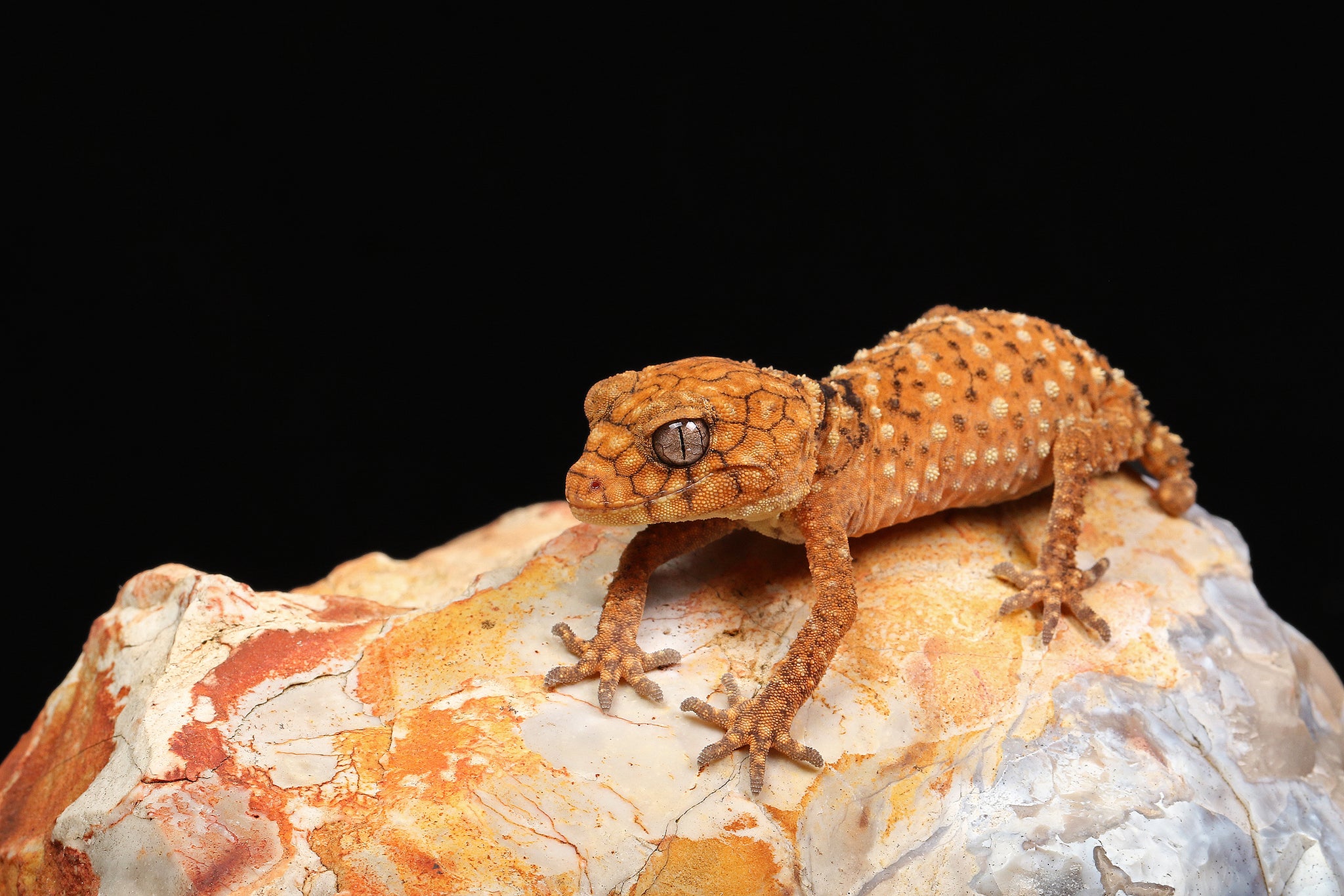 Rough Knob-Tailed Gecko (Nephrurus amyae)
