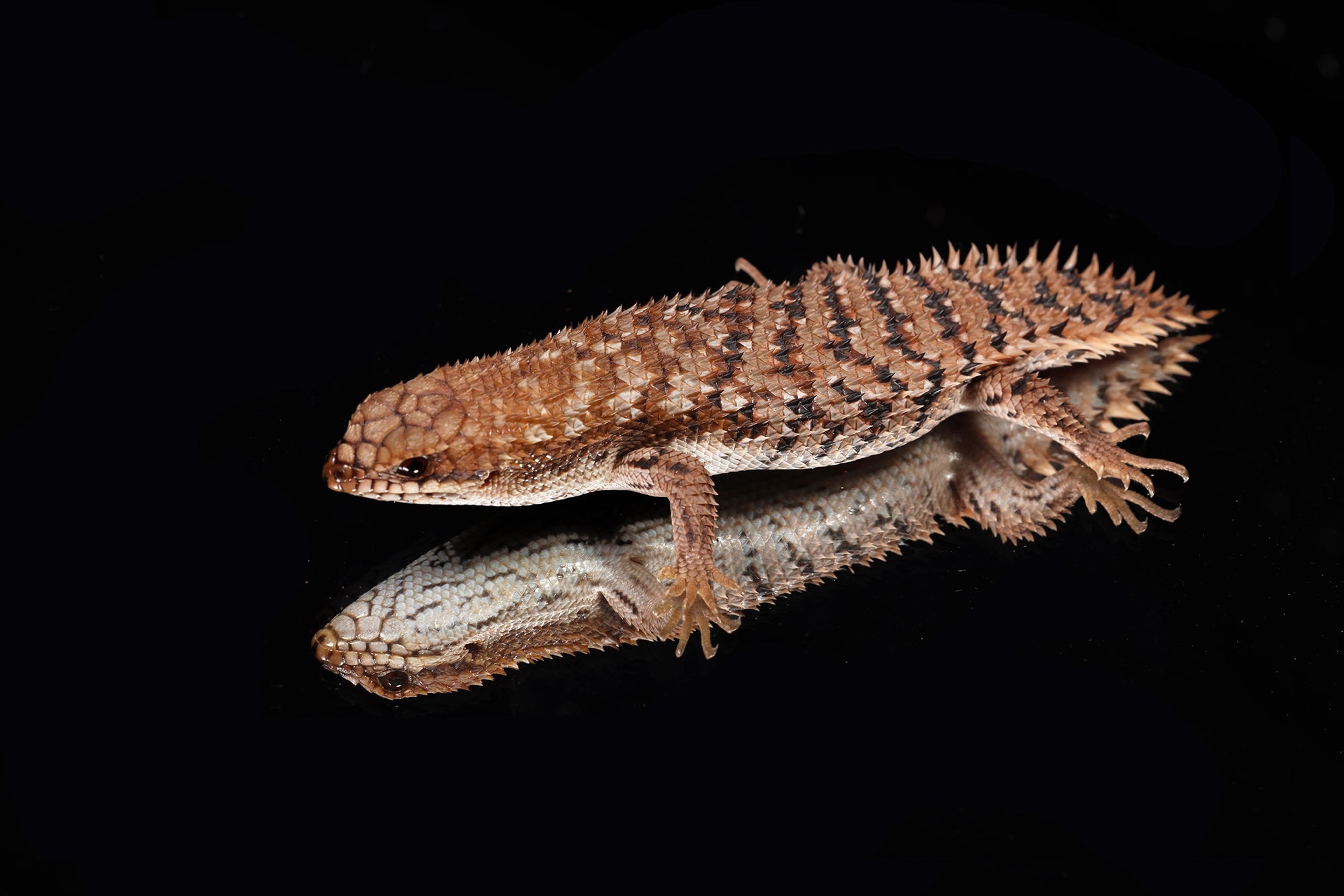 Egernia Depressa for Sale - Sundown Reptiles