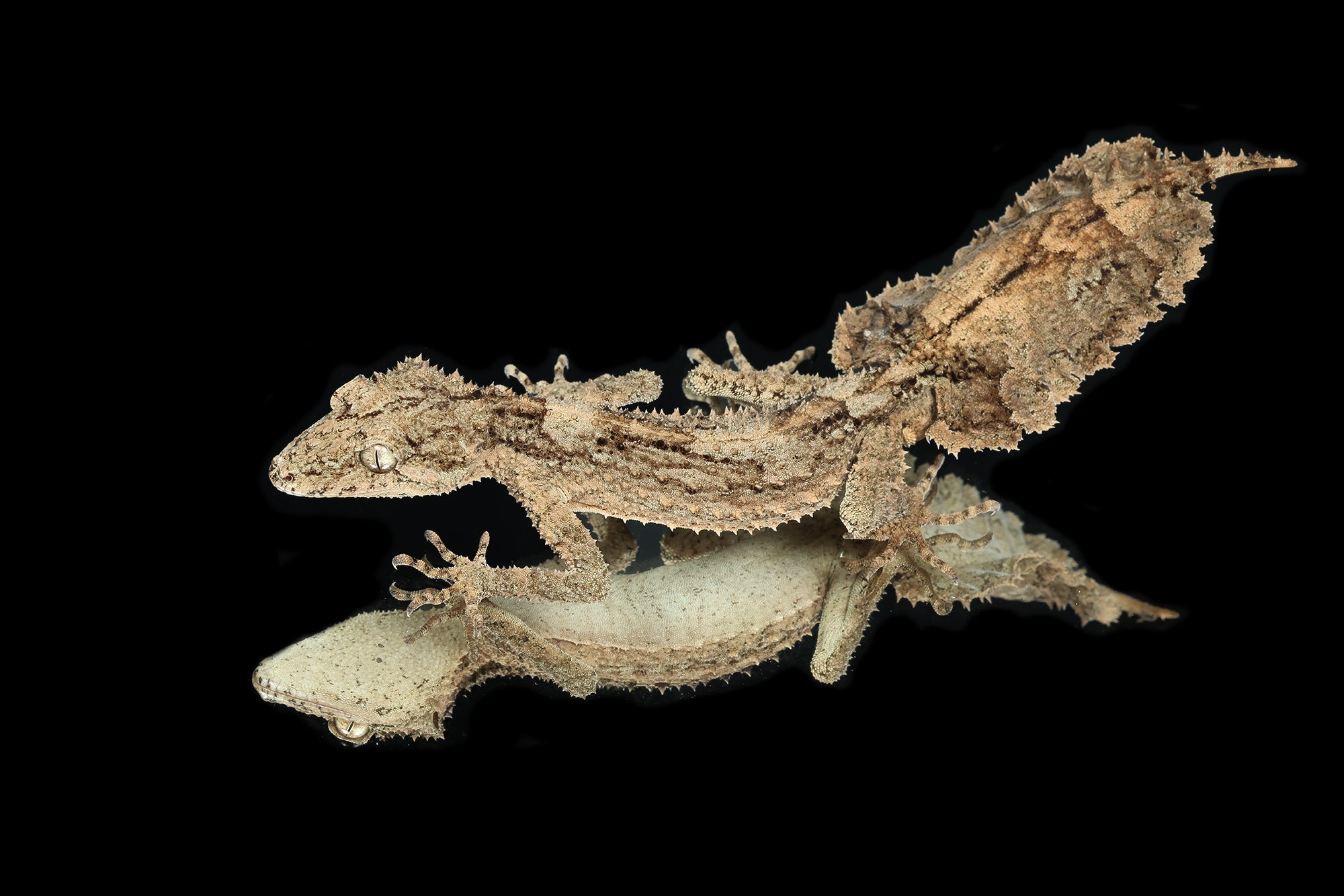 Rough-Throated Leaf-Tailed Geckos for sale - Sundown Reptiles