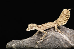 Rough-Throated Leaf-Tailed Gecko (Saltuarius salebrosus)
