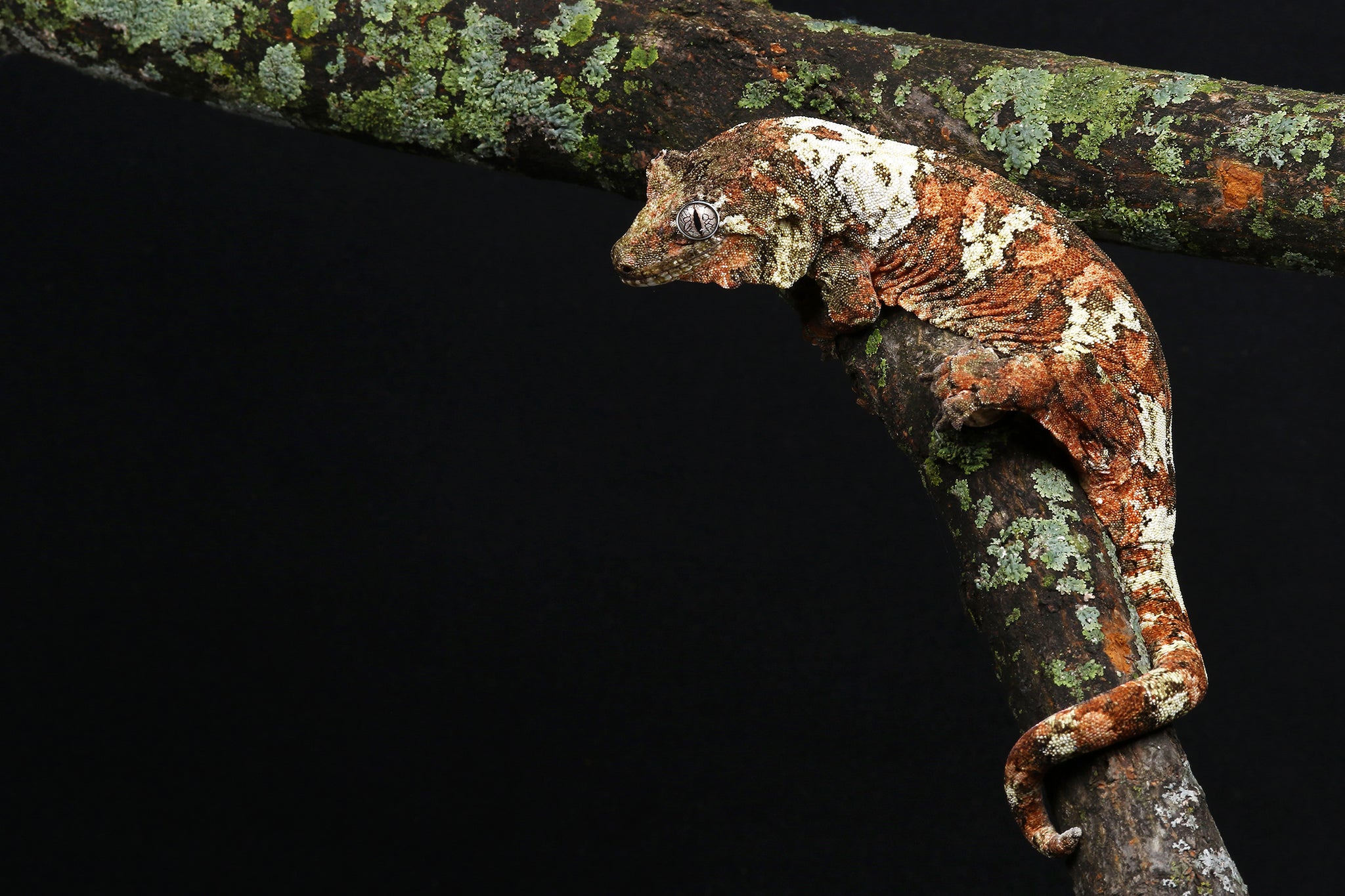 Mossy Prehensile-Tailed Gecko (Mniarogekko chahoua)