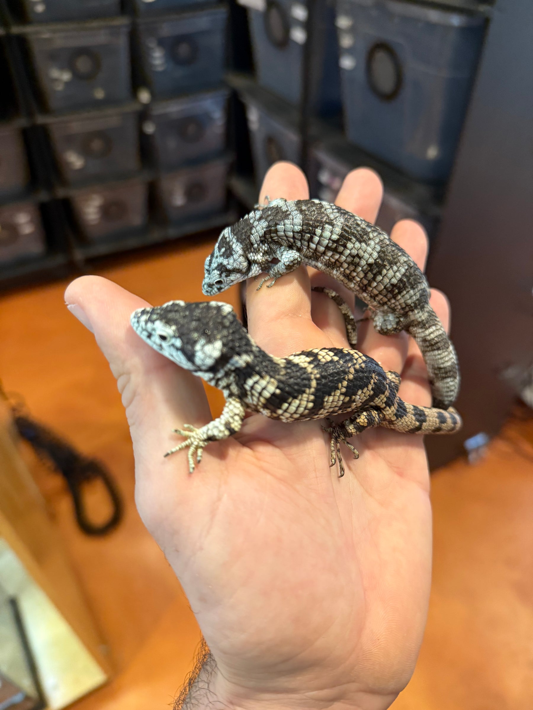 Unsexed Bromeliad Alligator Lizard (Abronia taeniata) #1 - Sundown Reptiles