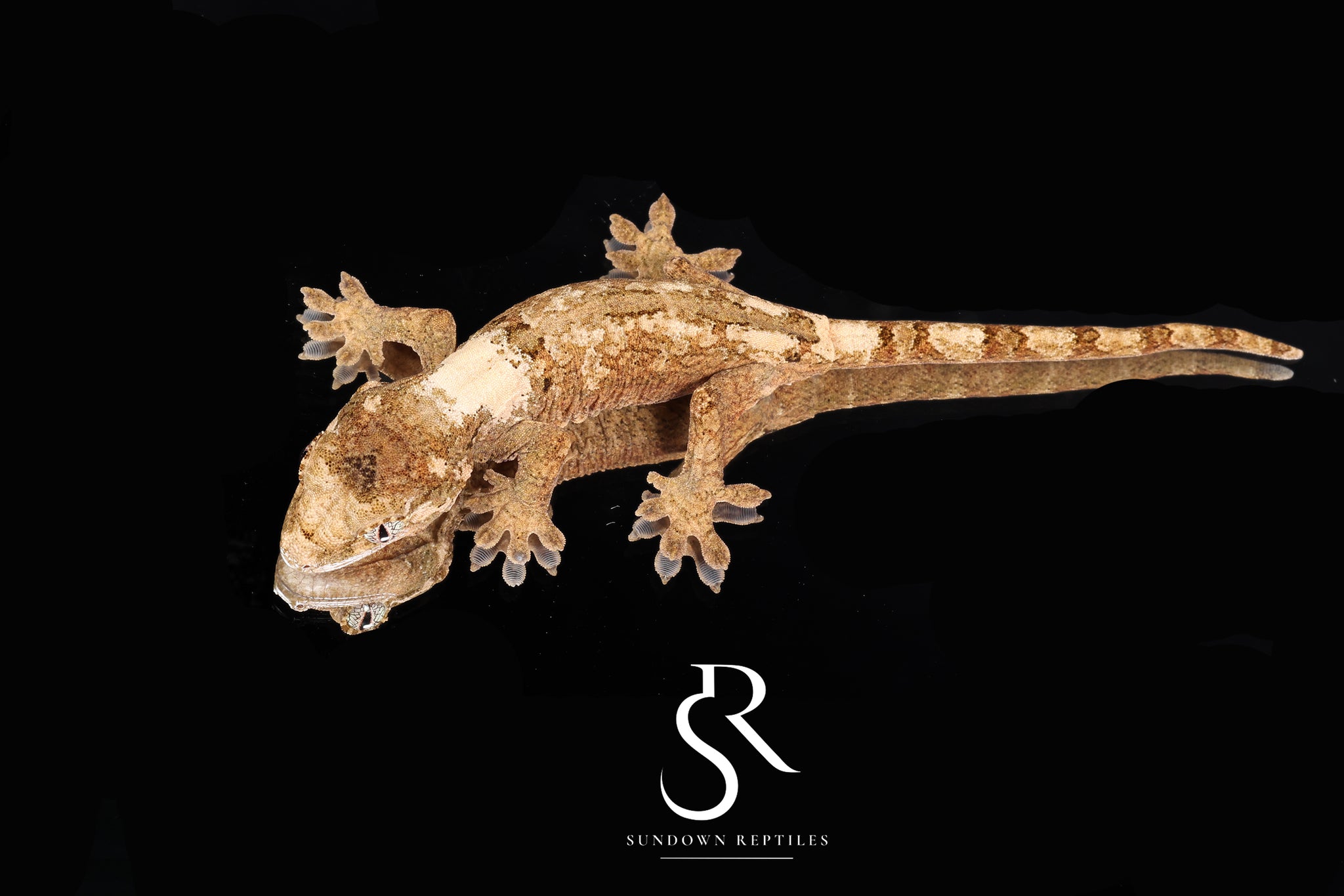 MC2025-16 Unsexed PI chahoua (Mother of Pearl x Sherona's Son)