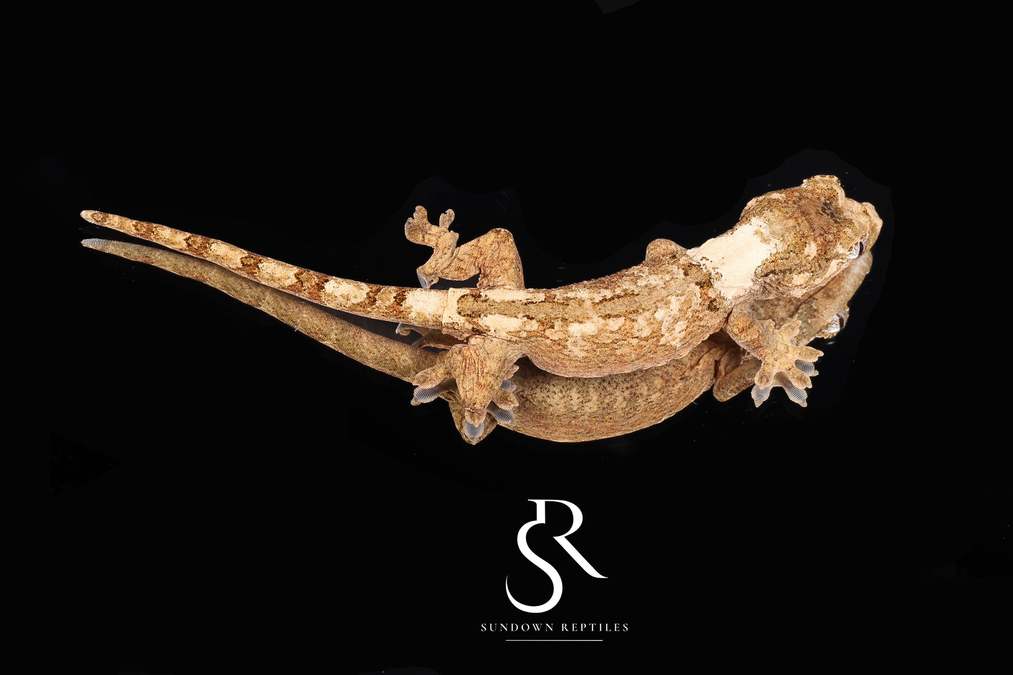 MC2025-16 Unsexed PI chahoua (Mother of Pearl x Sherona's Son)