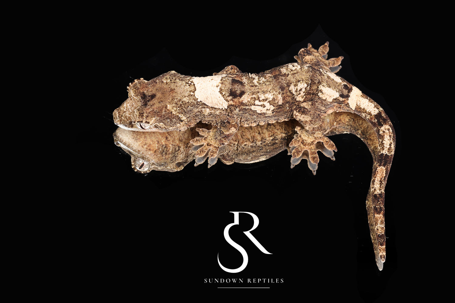 MC2025-17 Unsexed PI M. chahoua - (Ivy x Firefly)