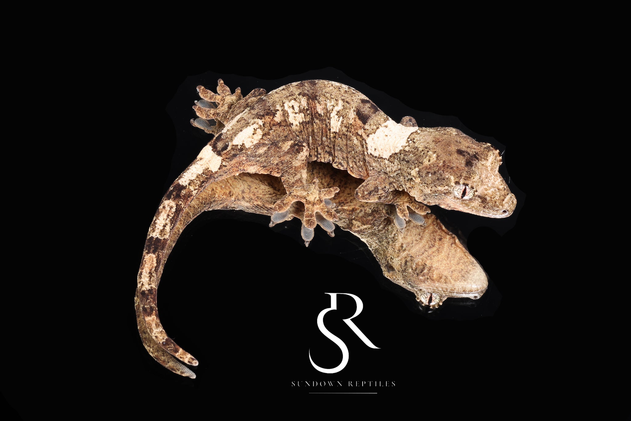 MC2025-17 Unsexed PI M. chahoua - (Ivy x Firefly)