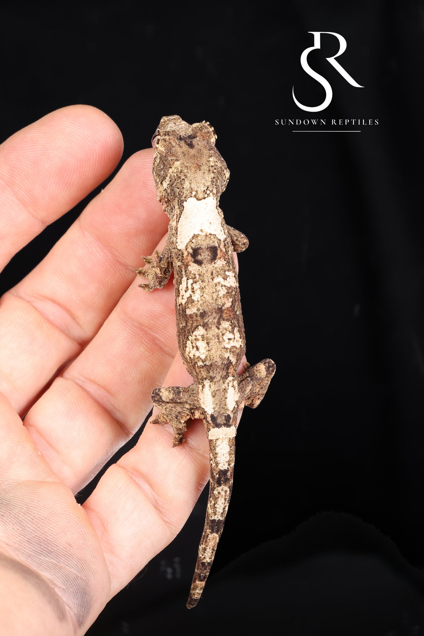 MC2025-17 Unsexed PI M. chahoua - (Ivy x Firefly)