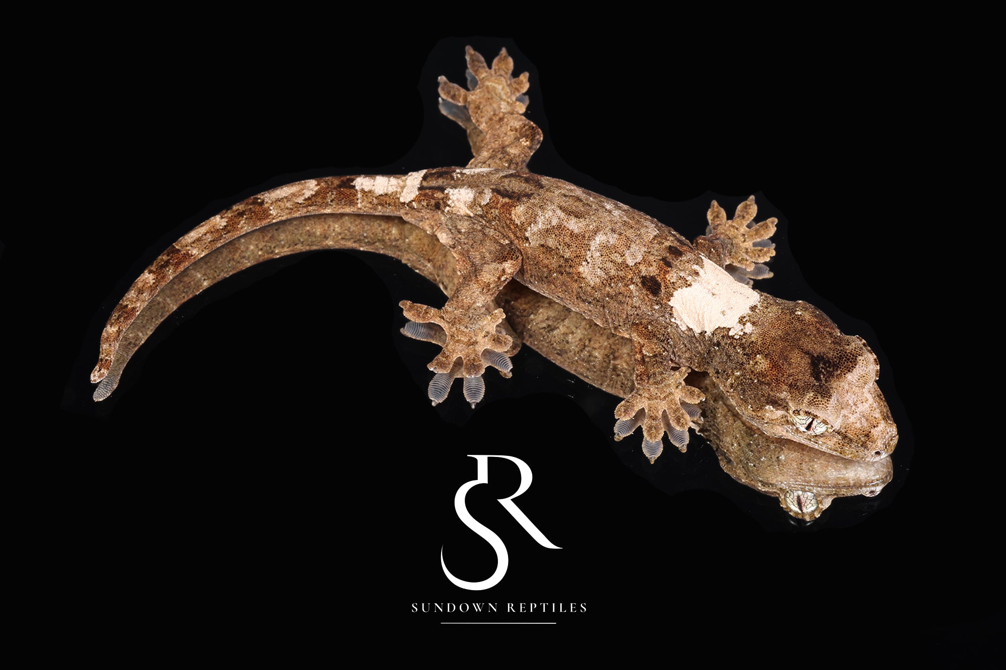 MC2025-18  PI M. chahoua - (Azalea x Everest)