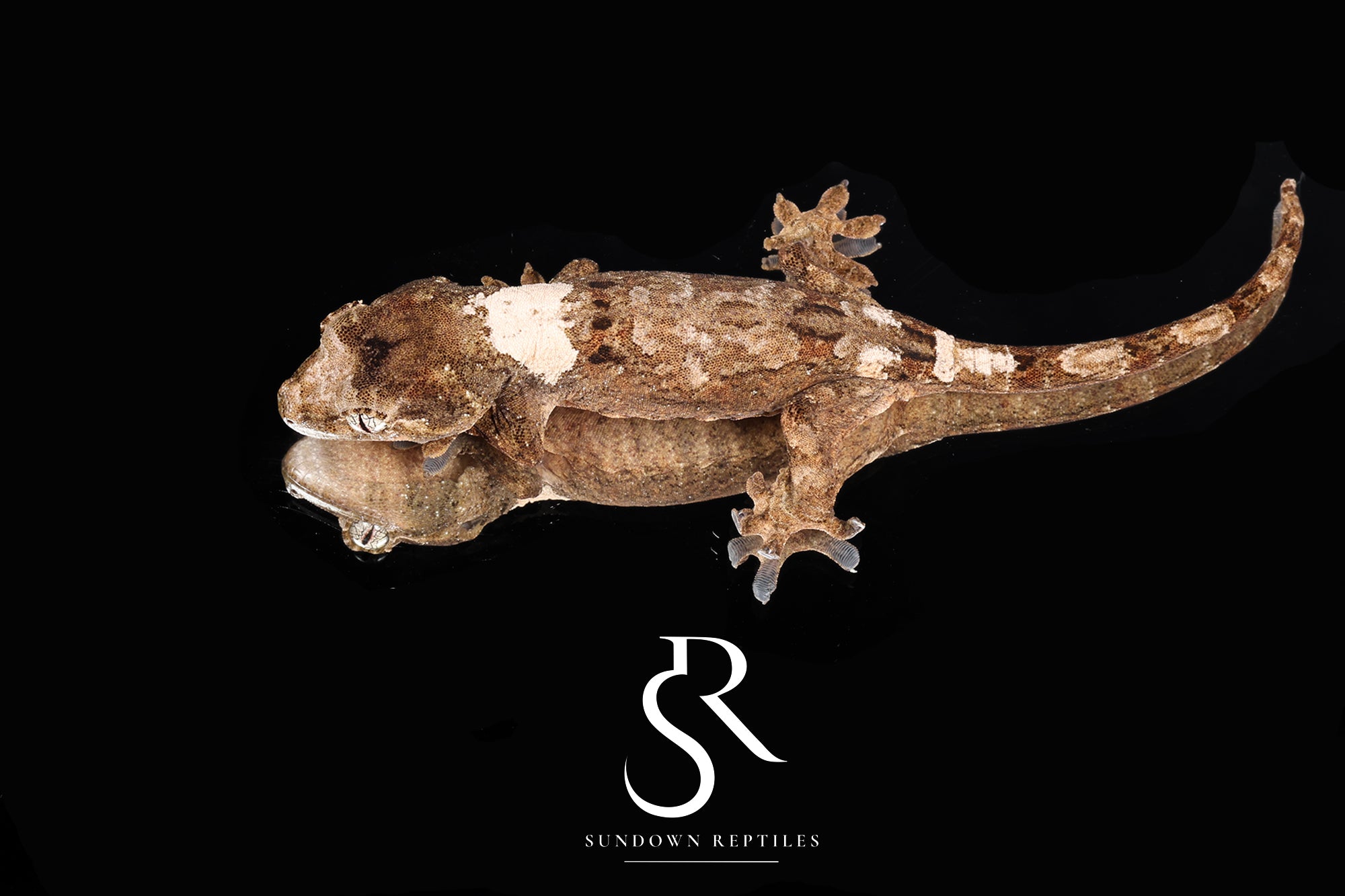 MC2025-18  PI M. chahoua - (Azalea x Everest)