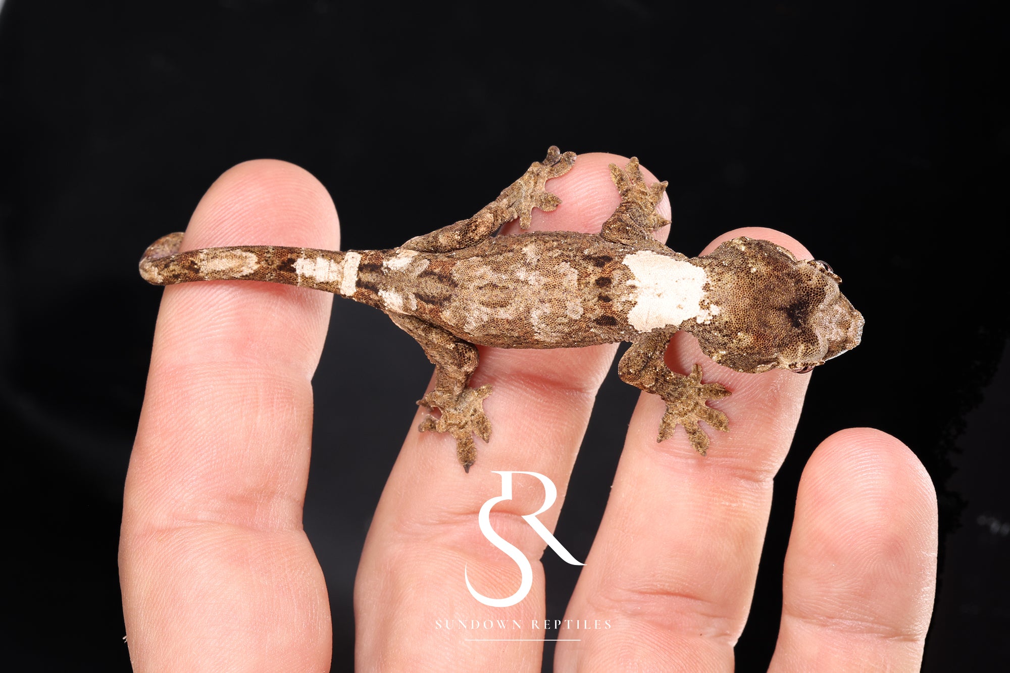 MC2025-18  PI M. chahoua - (Azalea x Everest)