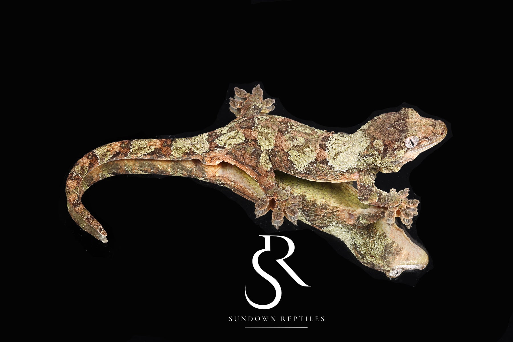 Pine Island chahoua - Female (Earth Star x Scarab) MC2025-159 - Sundown Reptiles