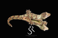 Pine Island chahoua - Female (Earth Star x Scarab) MC2025-159 - Sundown Reptiles
