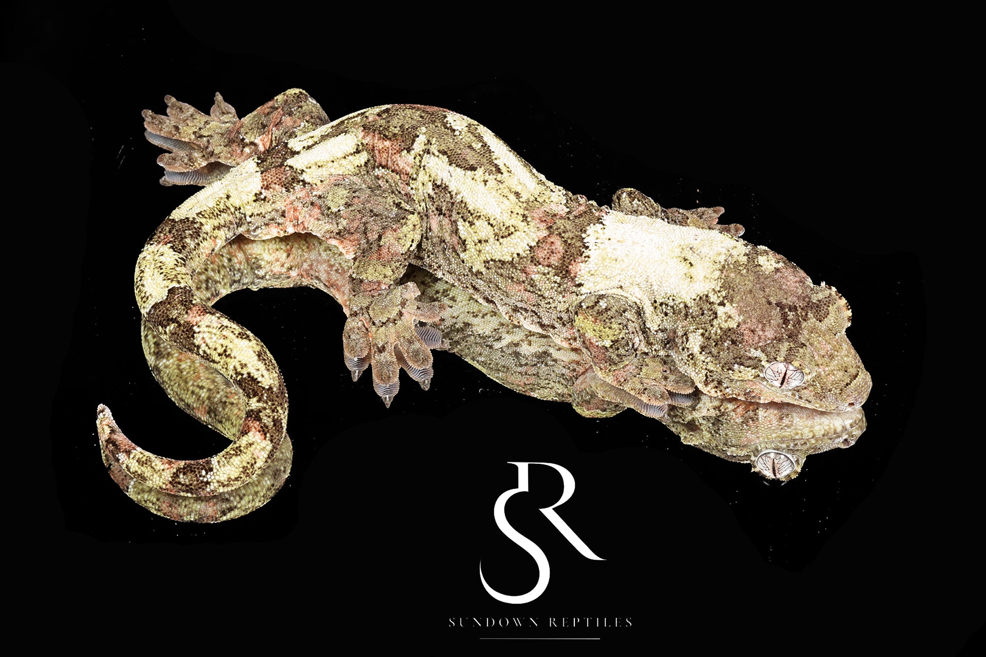 Pine Island chahoua - Female (Earth Star x Scarab) MC2025-159 - Sundown Reptiles